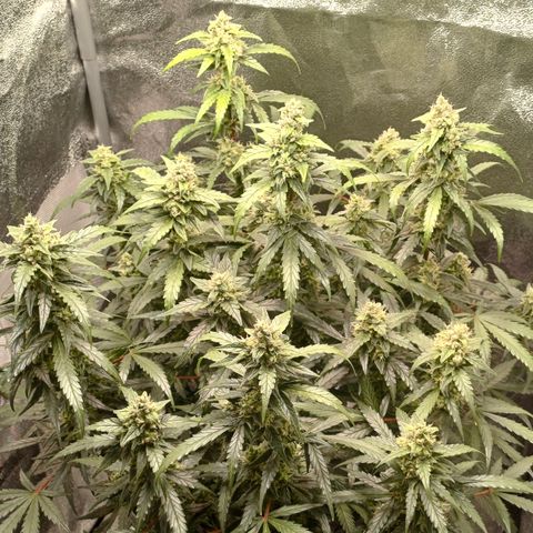Kannabia Lemon Haze Auto growlog timeline photo