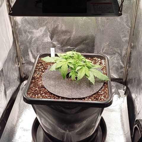 RQS Royal Kush Auto growlog timeline photo