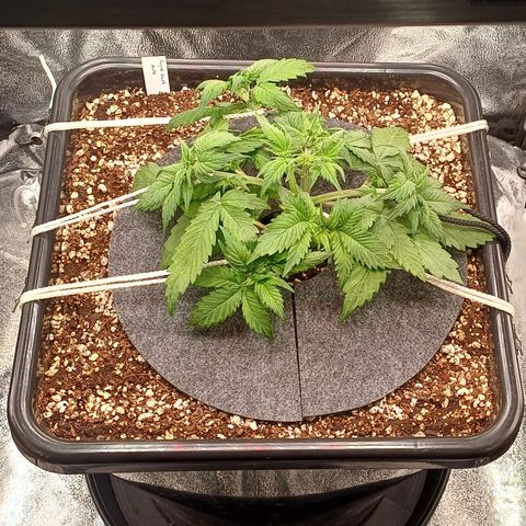 RQS Royal Kush Auto growlog timeline photo