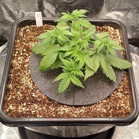 RQS Royal Kush Auto growlog timeline photo