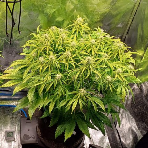 PI Mimosa Cake Auto growlog timeline photo