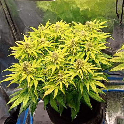 BF Lemon Haze Auto  growlog timeline photo