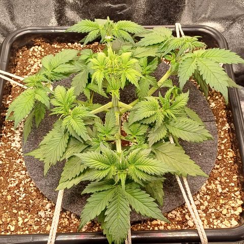 RQS Royal Kush Auto growlog timeline photo
