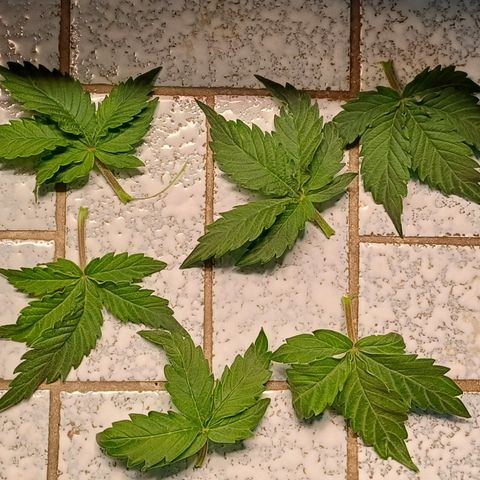 RQS Royal Kush Auto growlog timeline photo