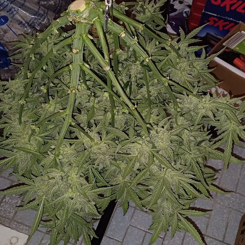 Kannabia Lemon Haze Auto growlog timeline photo