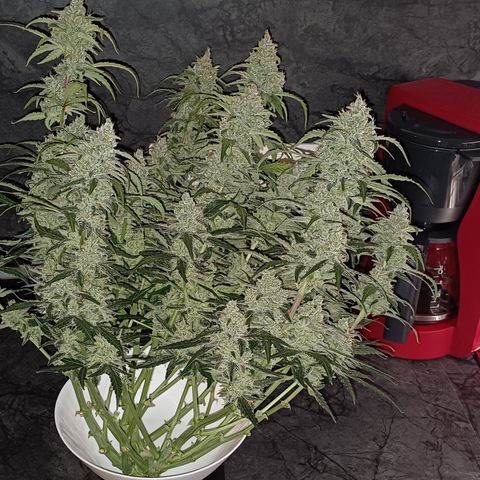 Kannabia Lemon Haze Auto growlog timeline photo