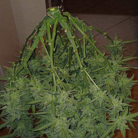 Kannabia Lemon Haze Auto growlog timeline photo