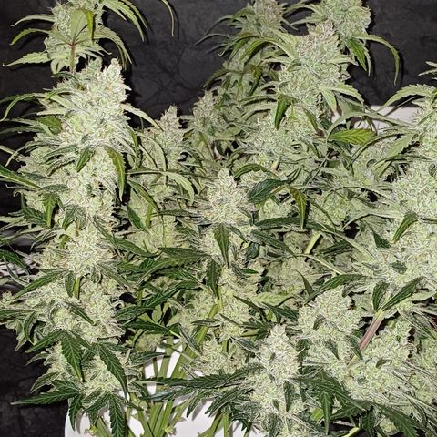 Kannabia Lemon Haze Auto growlog timeline photo