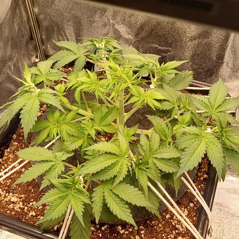 RQS Royal Kush Auto growlog timeline photo