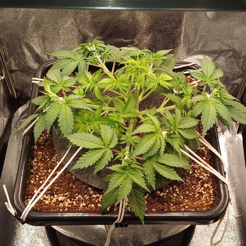 RQS Royal Kush Auto growlog timeline photo