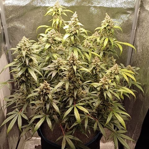 Kannabia Lemon Haze Auto growlog timeline photo