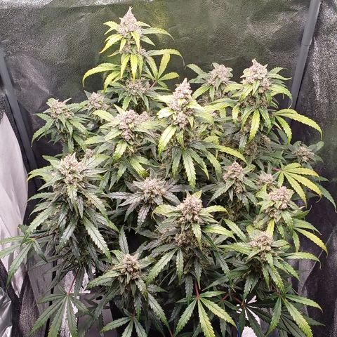 Kannabia Lemon Haze Auto growlog timeline photo