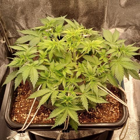 RQS Royal Kush Auto growlog timeline photo