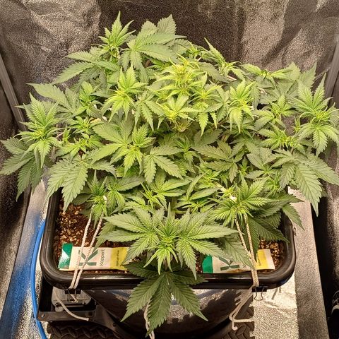 RQS Royal Kush Auto growlog timeline photo