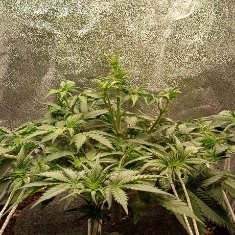 RQS Royal Kush Auto growlog timeline photo