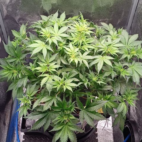 RQS Royal Kush Auto growlog timeline photo