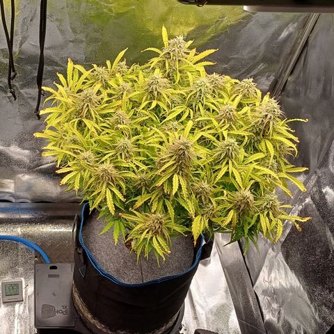 PI Mimosa Cake Auto growlog timeline photo