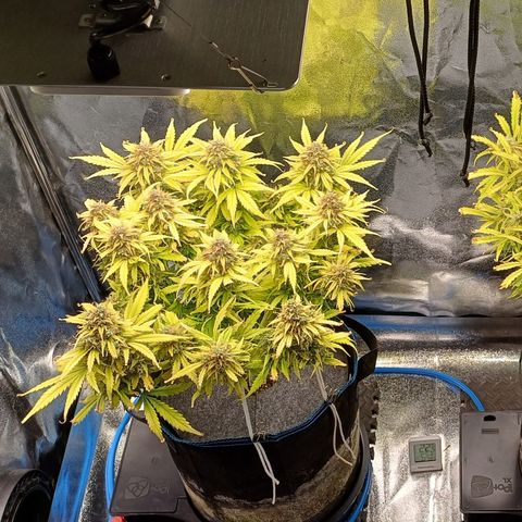 BF Lemon Haze Auto  growlog timeline photo