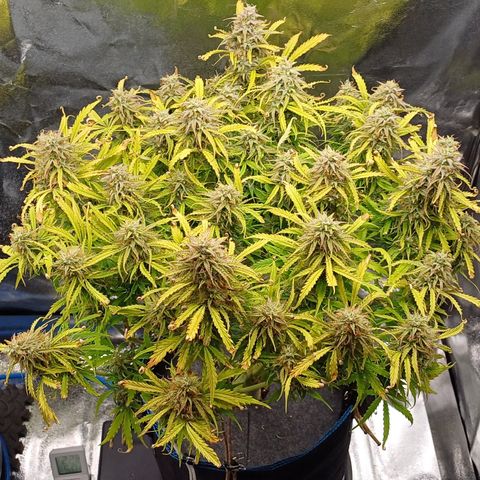 PI Mimosa Cake Auto growlog timeline photo
