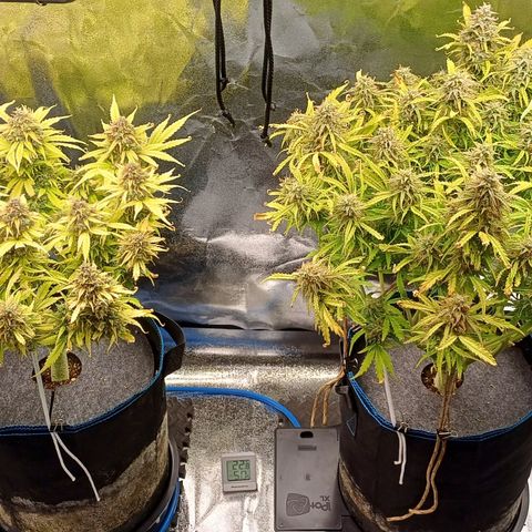 BF Lemon Haze Auto  growlog timeline photo