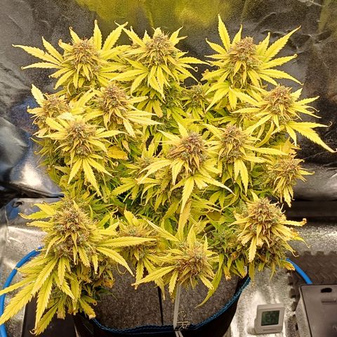 BF Lemon Haze Auto  growlog timeline photo