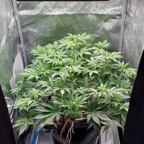 RQS Royal Kush Auto growlog timeline photo