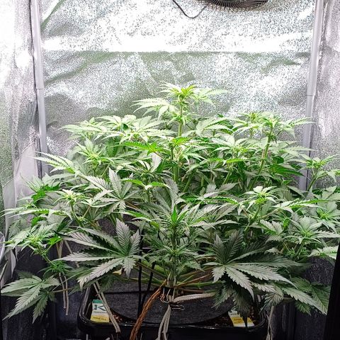 RQS Royal Kush Auto growlog timeline photo