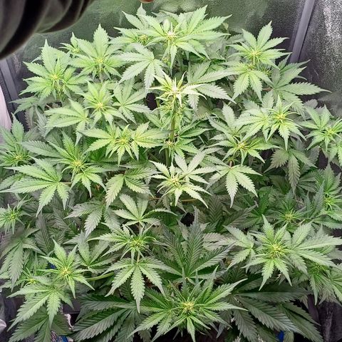 RQS Royal Kush Auto growlog timeline photo