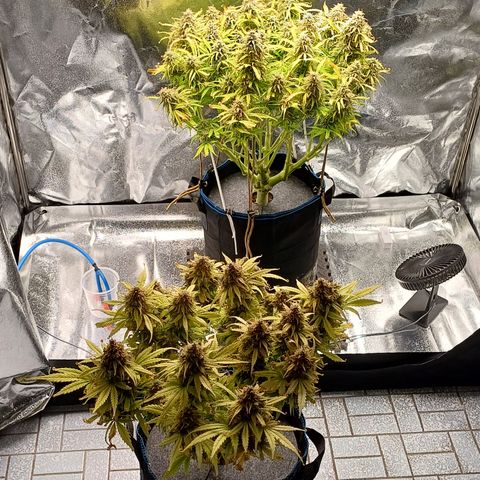 BF Lemon Haze Auto  growlog timeline photo
