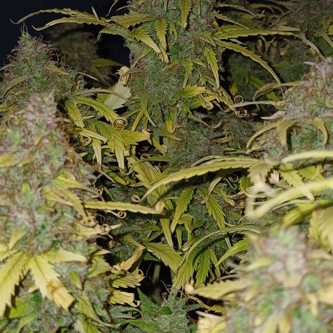 BF Lemon Haze Auto  growlog timeline photo