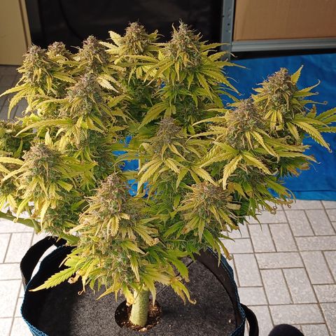 BF Lemon Haze Auto  growlog timeline photo