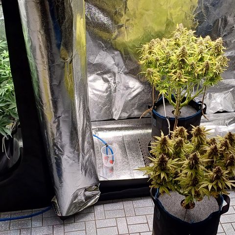 BF Lemon Haze Auto  growlog timeline photo