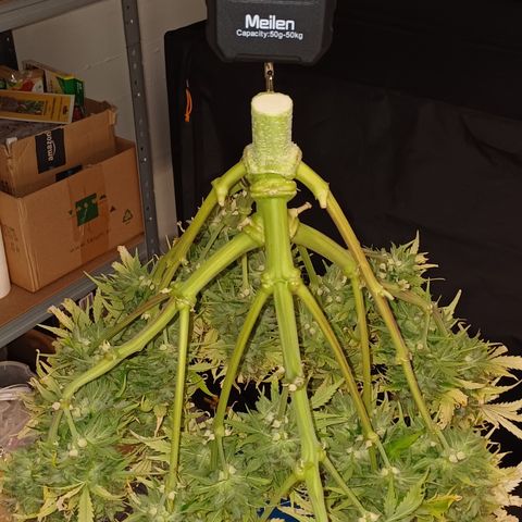 BF Lemon Haze Auto  growlog timeline photo