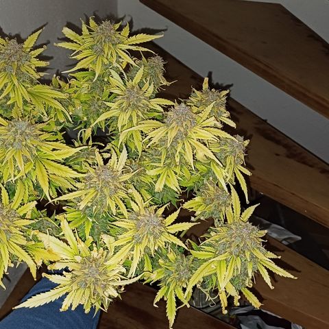 BF Lemon Haze Auto  growlog timeline photo