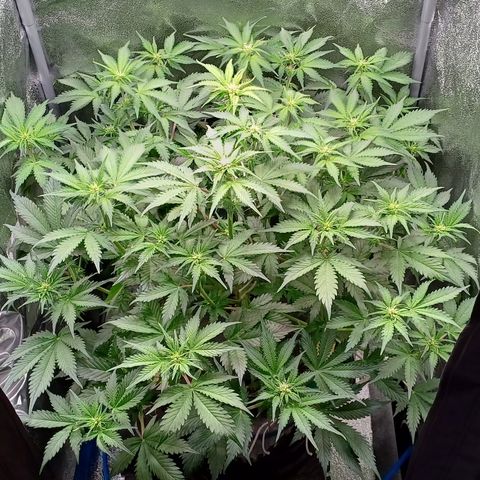 RQS Royal Kush Auto growlog timeline photo