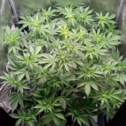 RQS Royal Kush Auto growlog timeline photo