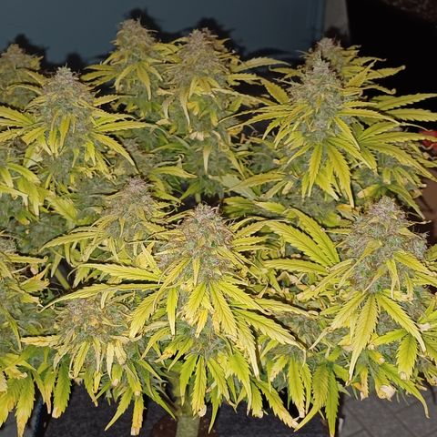 BF Lemon Haze Auto  growlog timeline photo