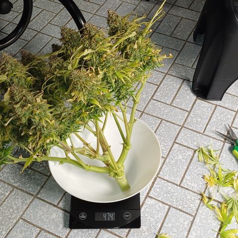 BF Lemon Haze Auto  growlog timeline photo