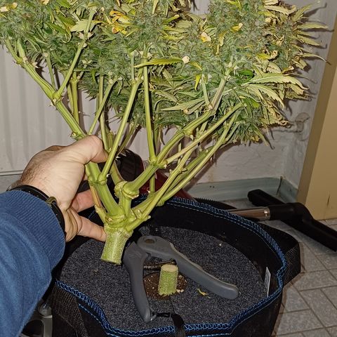 BF Lemon Haze Auto  growlog timeline photo