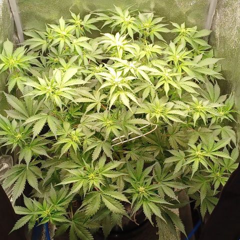 RQS Royal Kush Auto growlog timeline photo