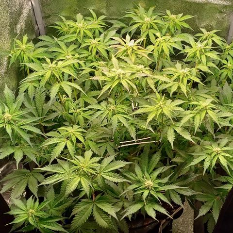 RQS Royal Kush Auto growlog timeline photo