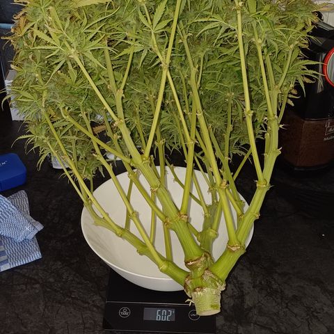 PI Mimosa Cake Auto growlog timeline photo