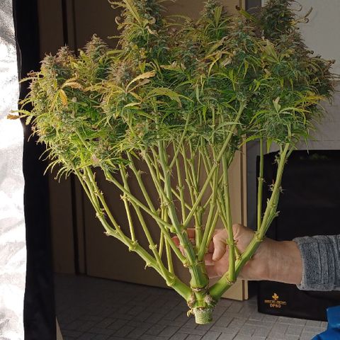 PI Mimosa Cake Auto growlog timeline photo