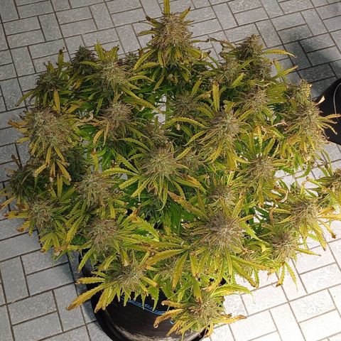 PI Mimosa Cake Auto growlog timeline photo