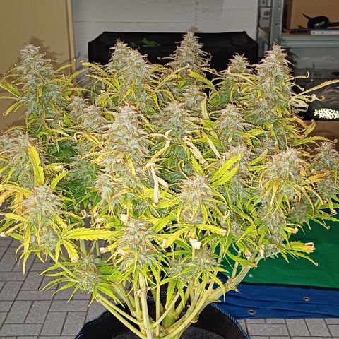 PI Mimosa Cake Auto growlog timeline photo