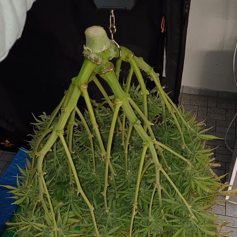 PI Mimosa Cake Auto growlog timeline photo