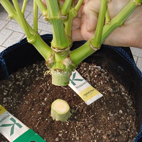 PI Mimosa Cake Auto growlog timeline photo