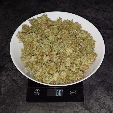 BF Lemon Haze Auto  growlog timeline photo