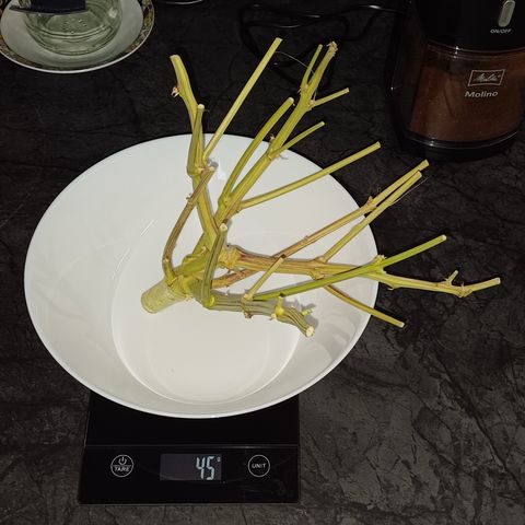 BF Lemon Haze Auto  growlog timeline photo