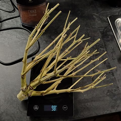 PI Mimosa Cake Auto growlog timeline photo